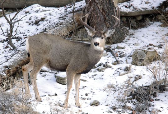 This decent mule deer buck was photographed as a lone animal in December in the same drainage as several bands of does, but the buck was a half mile from the